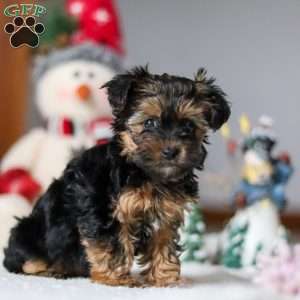 Chloe, Yorkie Poo Puppy